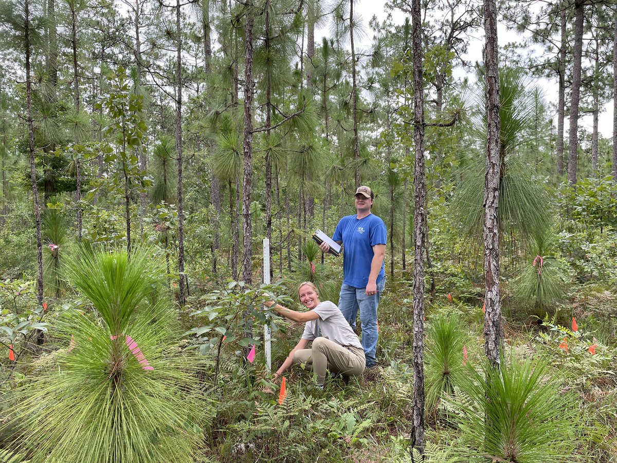 Field work in progress with <a href="/shell_ashton23/">Ashton Shell</a>, <a href="/Pettit_Raenen/">Raenen Pettit</a> and Camille Broxson in beautiful #longleaf pine forest at <a href="/usfs_srs/">Southern Research</a>’s Escambia EF. #sharmaforestry