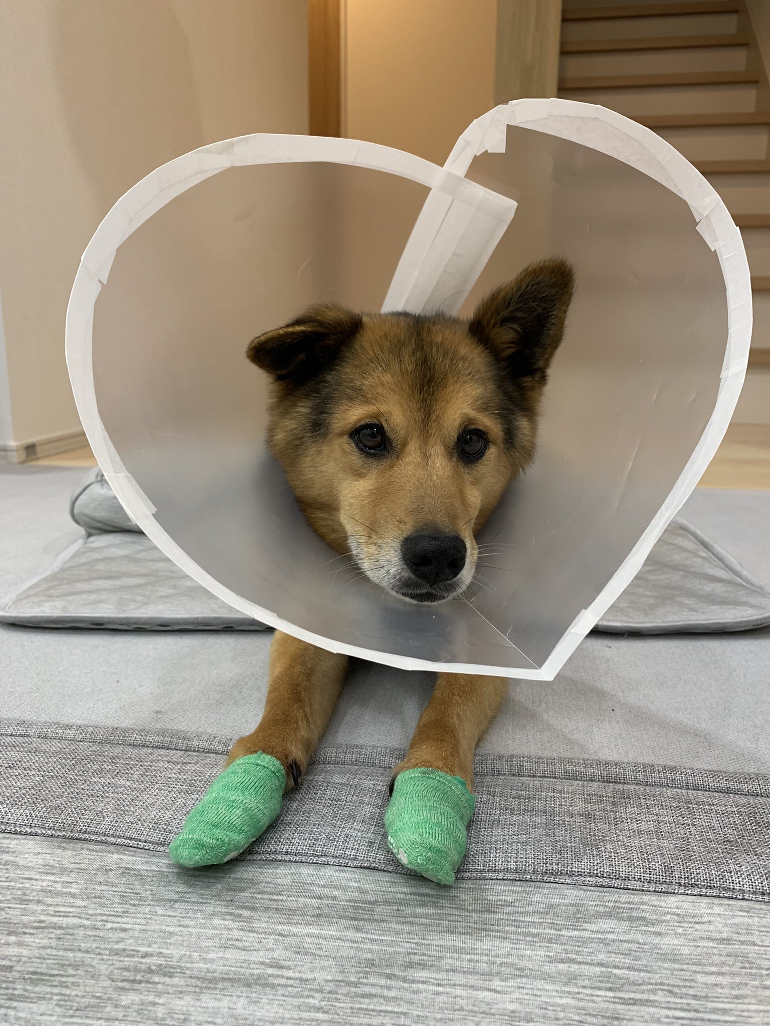 なと エリザベスカラーをクリアファイルで作成 雑だなー 前脚の親指 の部分が腫れてすぐ舐めちゃう為応急処置としてつけた 首元はちゃんとフェルトを貼って痛くないように マジックテープで着脱可 なぜハート型になった 可愛いなこのやろう