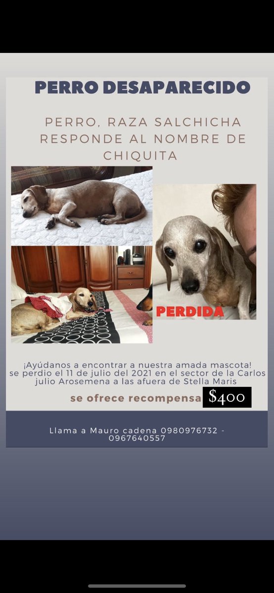 ECadena_O's tweet photo. #SOSchiquita Ayúdame a encontrar a mi perrita, ha sido nuestra mascota por 17 años, tiene un problema en el útero y necesita de su familia. Tenemos info de que una moto se la llevó al sector del estadio Barcelona. SE OFRECE RECOMPENSA. @wendyveraR @jimmyjairala @cynthiaviteri https://t.co/dhK6zLGwoV