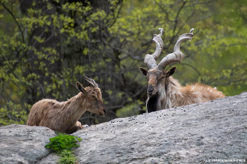 Bronx Zoo on Twitter: Bronx Zoo on Twitter: