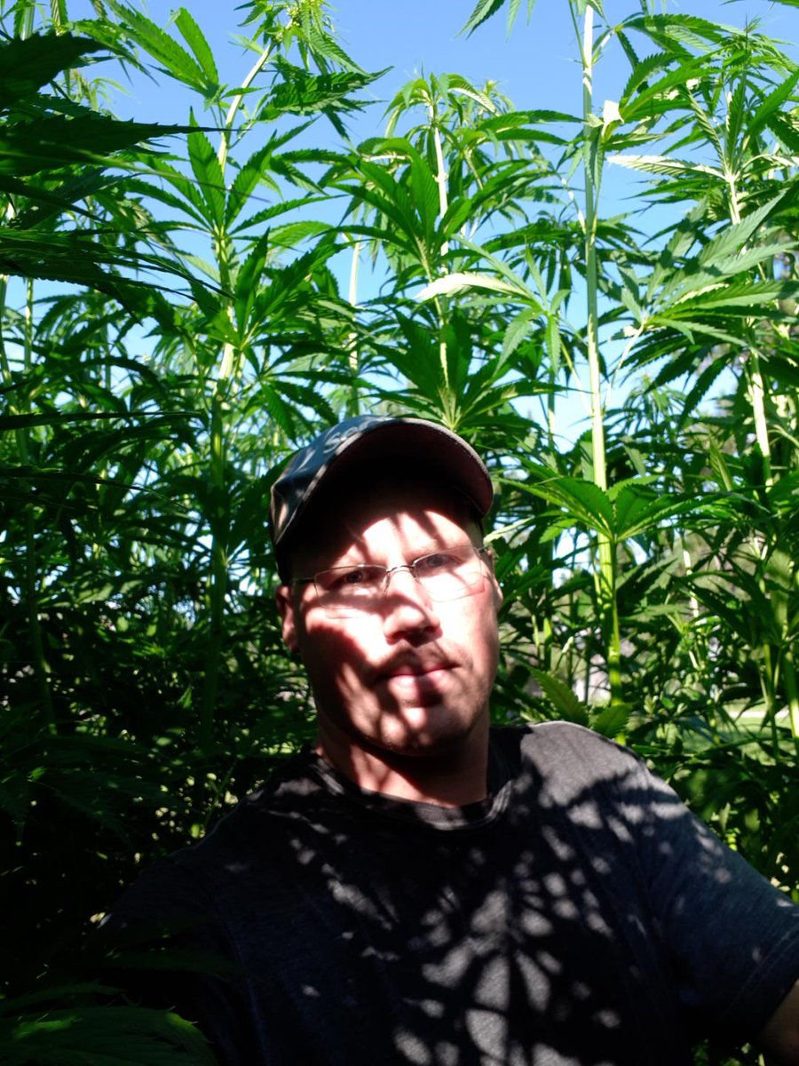 We were out crop touring!! Our Anka variety at 47 days old. Pushing 8 feet tall in Eastern Ontario