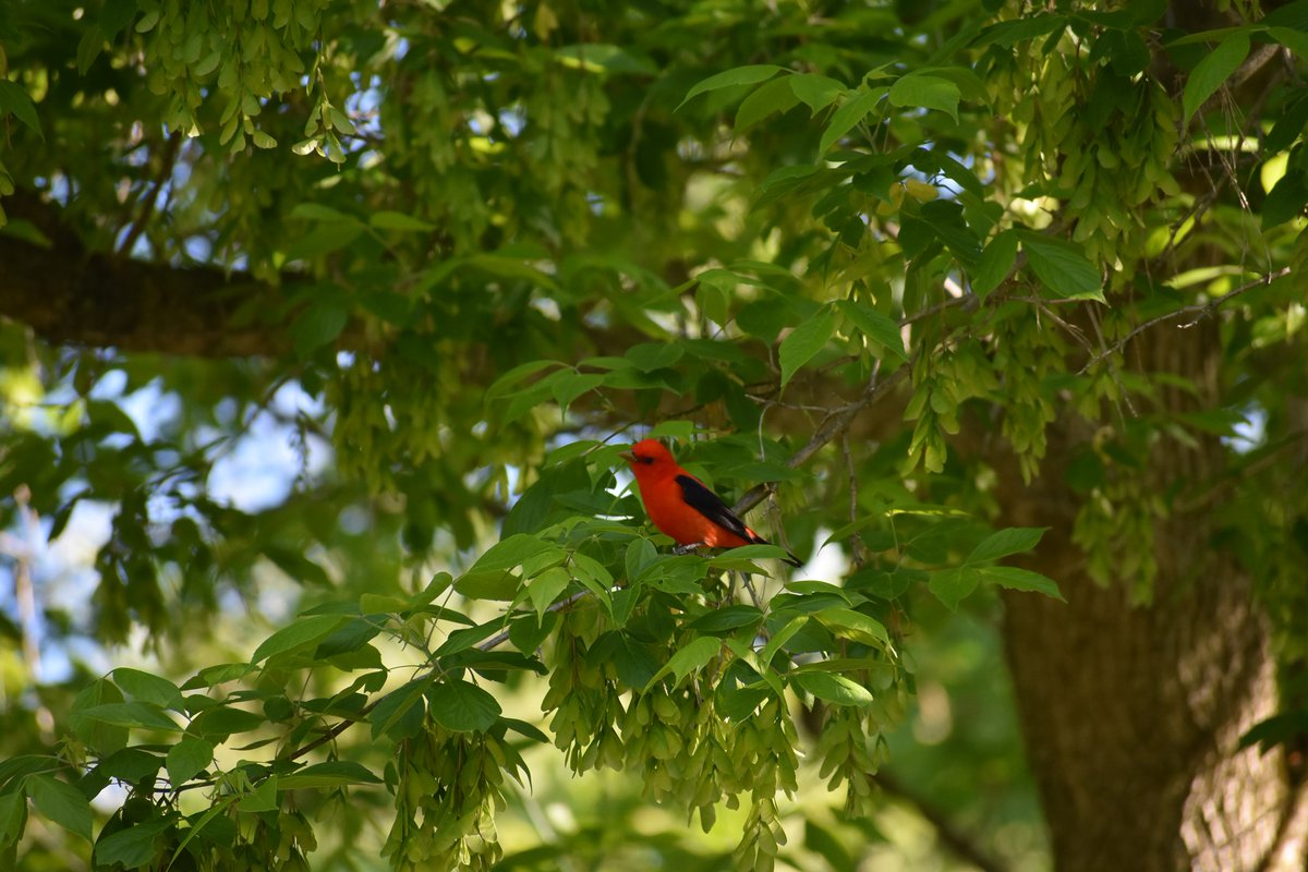 montco_pa's tweet photo. Due to an emerging health condition impacting songbirds, residents are urged by the PA Gaming Commission to remove their bird feeders/bird baths until more data can be gathered. More details: https://t.co/beWs9GzeeP #MontcoPA https://t.co/GjgEQrJLEr
