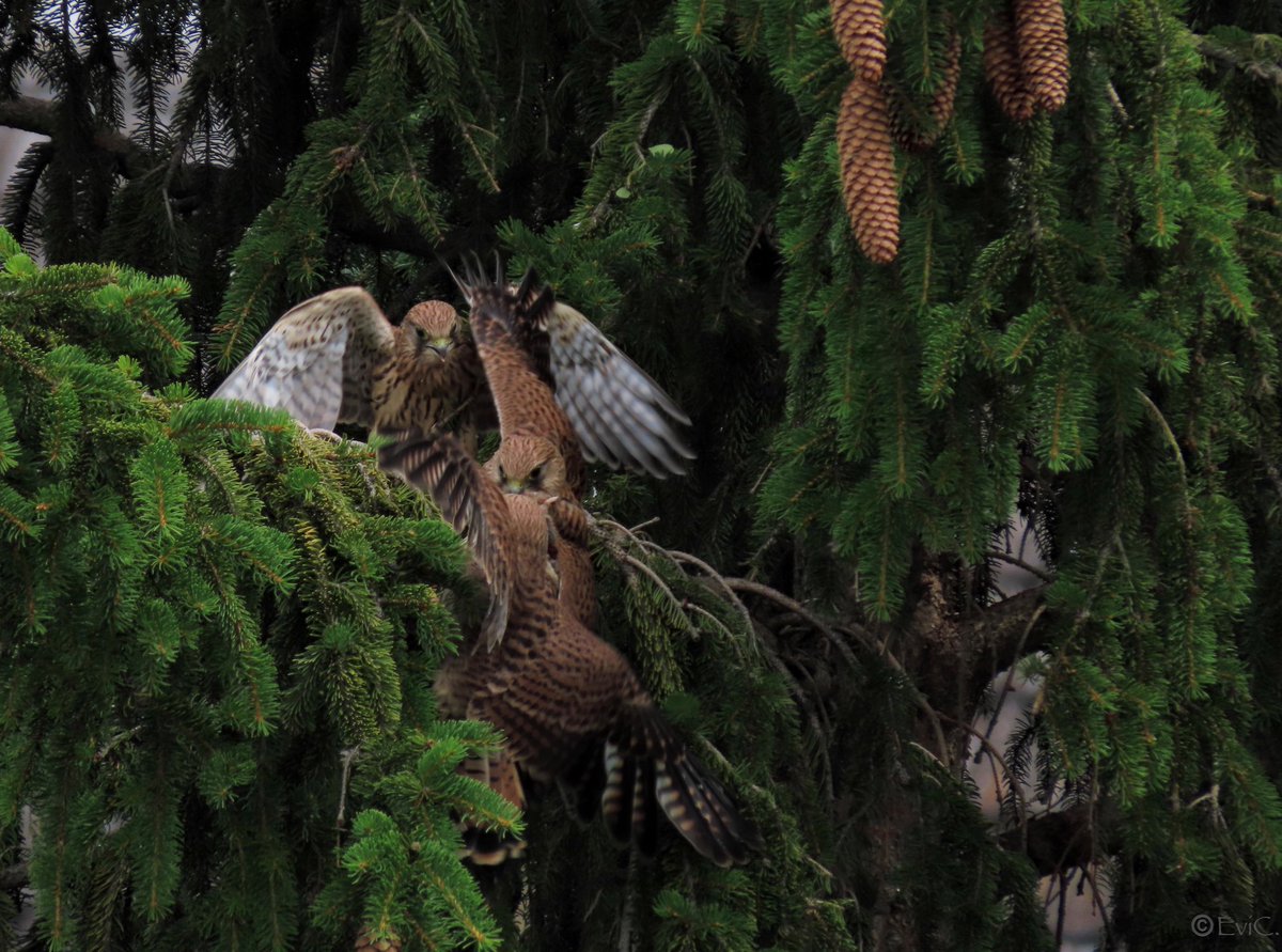 Nur_mal_so1's tweet photo. Wenn es Futter gibt, gibt’s kein halten mehr…. 😳😍
#kestrell #NaturePhotography #birdwatching #Turmfalke https://t.co/g9TBG18VYj