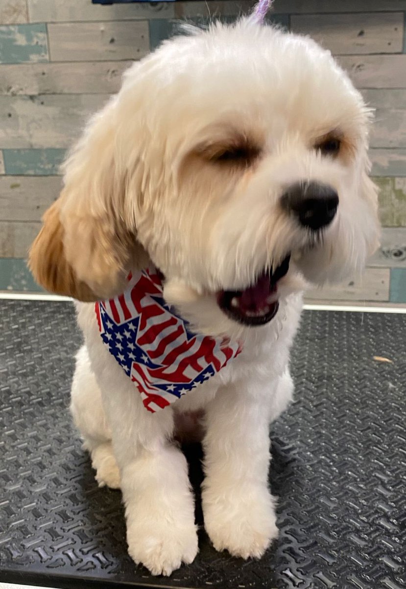 RCDgroomingNJ's tweet photo. Letting out those Monday morning yawns 🥱 

 #dogs #doglover #doglovers #doggrooming #doggroomer #nj #newjersey #groomer #petgrooming #ReigningNotRaining https://t.co/Rapl114fQ7