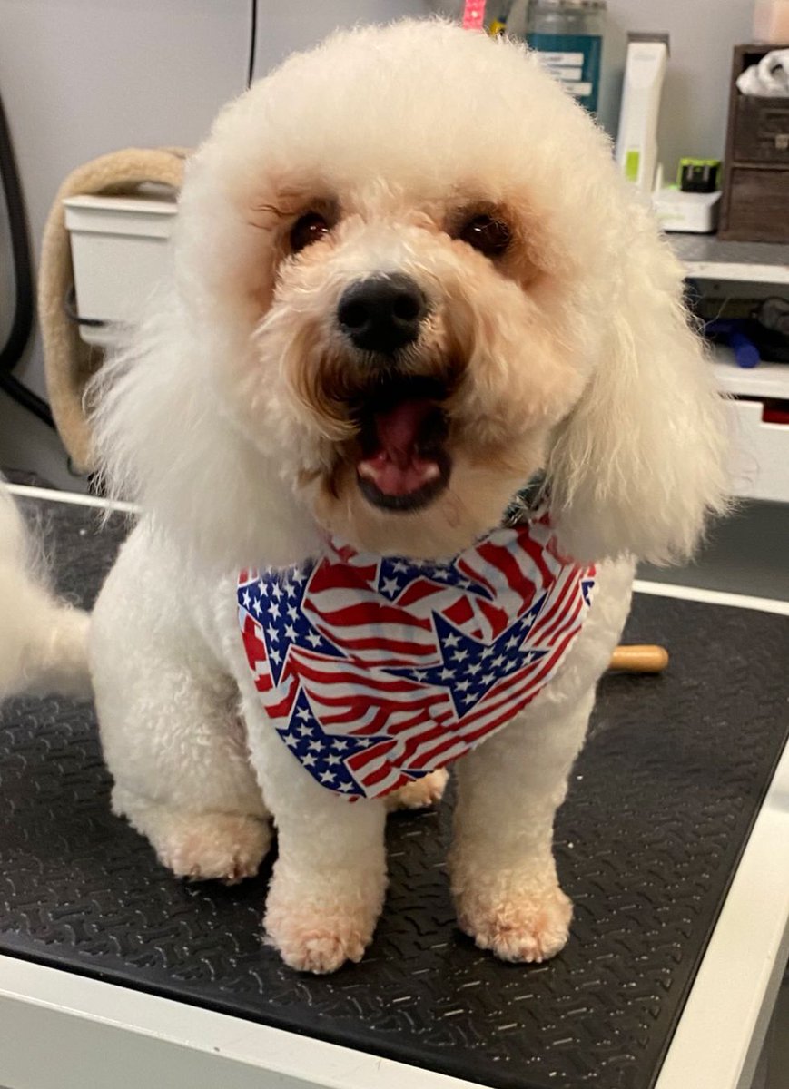 RCDgroomingNJ's tweet photo. Letting out those Monday morning yawns 🥱 

 #dogs #doglover #doglovers #doggrooming #doggroomer #nj #newjersey #groomer #petgrooming #ReigningNotRaining https://t.co/Rapl114fQ7