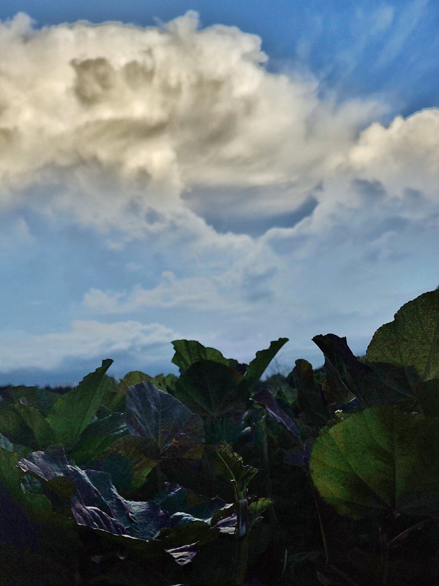 Before it rained

#NaturePhotography #nature #photography