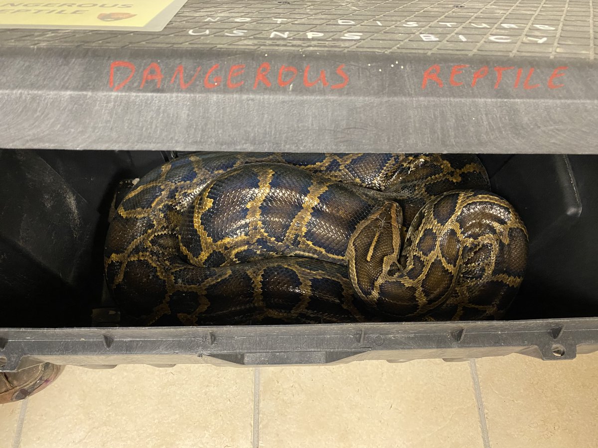 nationalparksFL's tweet image. The Florida Python Challenge began last week, but what happens with the snakes during the other 355 days a year? 🤔 #floridapythonchallenge #Python #invasivespecies