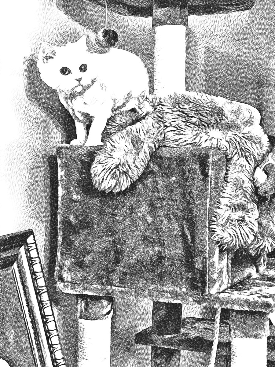 mightykoolkatk1's tweet photo. Some photo editing our Momma did. She calls them βWorks of Artβ. #cats #cat #CatsofTwittter #photograghy #art #Ivory #Gidgette #catlife #kitty #cute #CatLoaf https://t.co/kpy8aQelyw