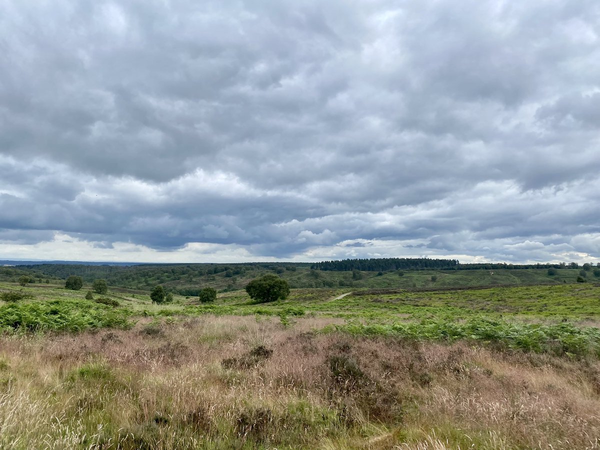 RHewlitt31 tweet media