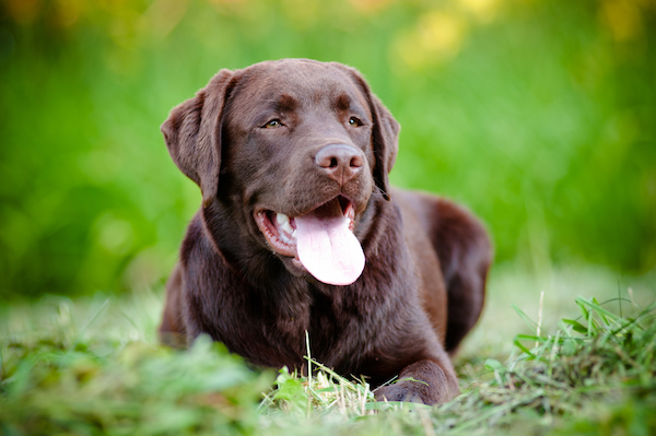 OxfordDiane's tweet photo. All dogs are good—But as of me, I am just a little ruff around the edges.

#dogs #dogsoftwitter #labradorretriever #cutedog #happydog #DogNeedsBest https://t.co/1aOf95qJPe