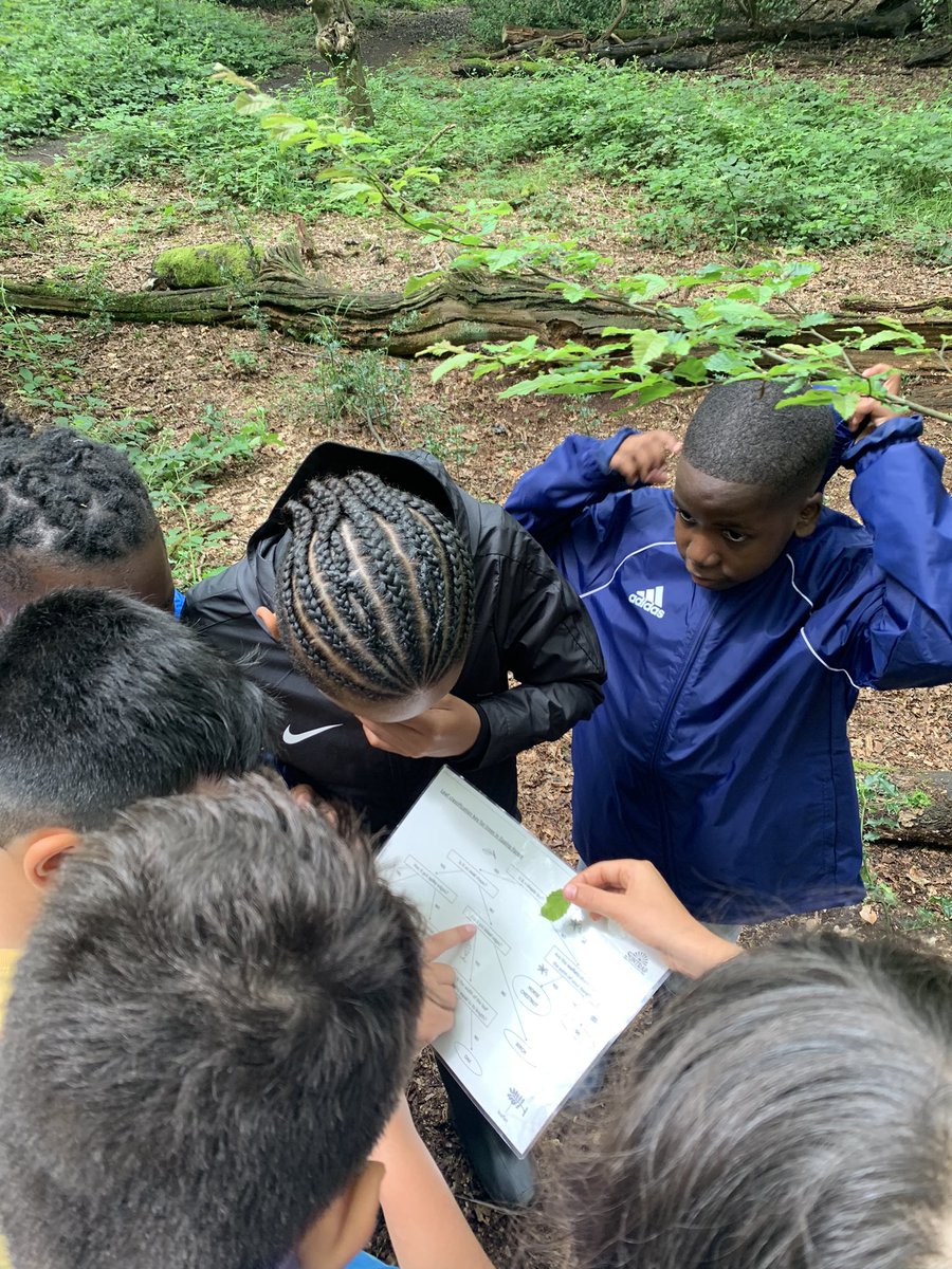 Mr Omisore (@omisoremr) on Twitter photo Here’s the year 6 from <a href="/ShacklewellE8/">Shacklewell Primary</a> getting scientific with the use of a classification key to identify leaves for trees in Epping Forest. #nature #suntrap Here’s the year 6 from <a href="/ShacklewellE8/">Shacklewell Primary</a> getting scientific with the use of a classification key to identify leaves for trees in Epping Forest. #nature #suntrap