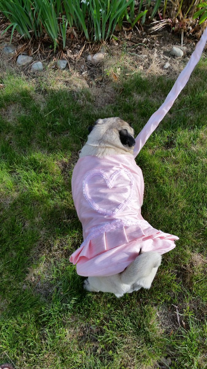 CaymusPug's tweet photo. @ScribblePug @LiamWonderPug @mprinvale @Hector_Shar_Pei @MomGuppy @MisterPemberto1 @queenluluthepug @LoulouHoltz @SirSpencerPug @kath_gunn @MadleeRage29 @Oh_Alby @pugmama4life @EddiesMum5 @UncleCuthbert @carlypug @Pug_Chloe @EmmaThePug @FrecklesThePUG @HamiltonPug @PetuniaMaePug @Mark_99nc @MaisyTheCrzyPug @jpep530 @KatarinaThePug @MrNeroSmith There were 2 proms I think
Nothing in awhile
Were lots of fun 
Easier to find a date now that I know so many #pug friends 
Here was my #pugprom dress
I think @TheStylishBisou was runway commentary person
#MarksPugCamp https://t.co/8ckN9GEoMF