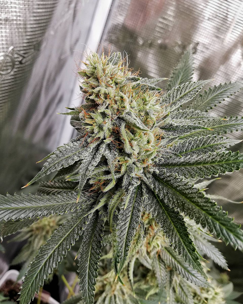 Eva Seeds tweet media