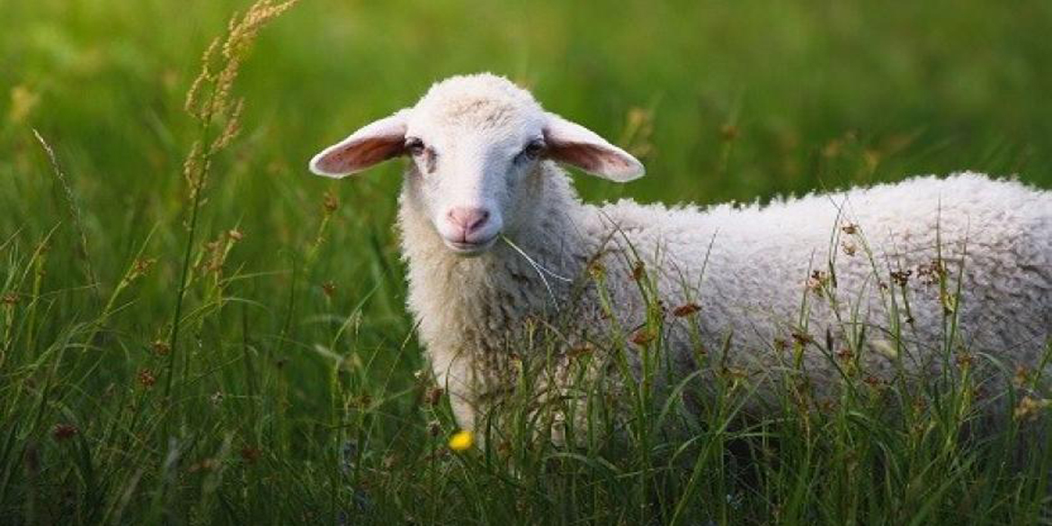 (Almanya Alevi Birlikleri Federasyonu İnanç Kurulu Kurban Bayramı Mesajı) ALEVİLERİN SESİ DERGİSİ - is.gd/pYUhSy