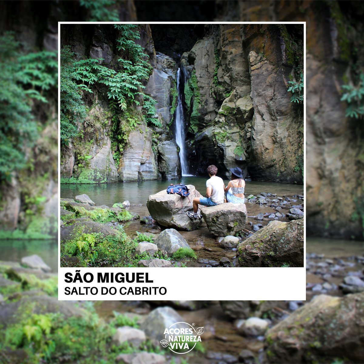 Açores Natureza Viva tweet media