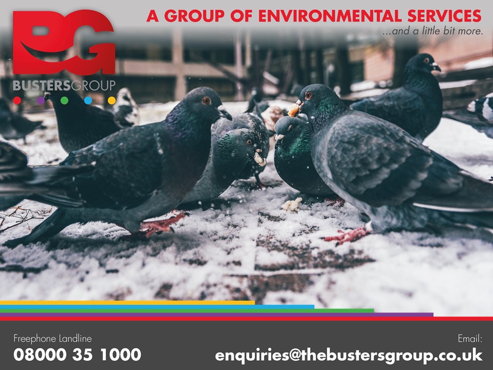 Effective bird control solutions

We provide humane and effective bird control services for businesses and commercial properties throughout the UK

Contact our professional team on freephone 08000 35 1000

thebustersgroup.co.uk/bird-control

#Birdcontrol #WestMidlands