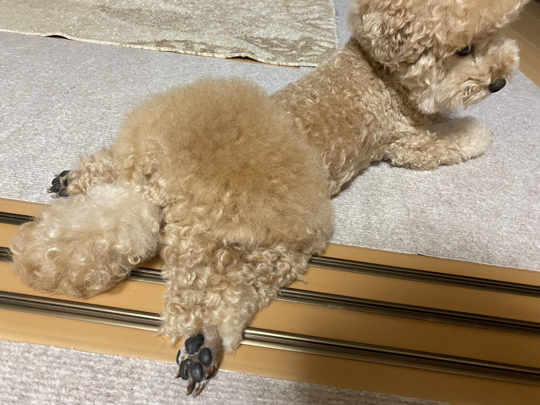おパンツカット Twitter Search Twitter
