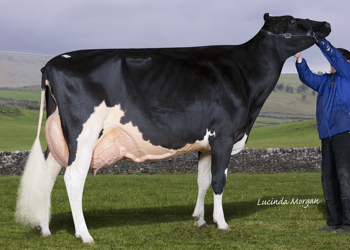 EmeraldHolstein's tweet image. Sterndale Shottle Papoose EX94

Her CRAZY STYLISH Sept 19 Sidekick granddaughter sells July 31st

Emerald Sidekick Papoose - Potential 16th generation Excellent or Very Good sells due to sexed Haniko at the end of October 21 

(Sidekick x EX92 Deman x Sterndale Shottle Papoose)