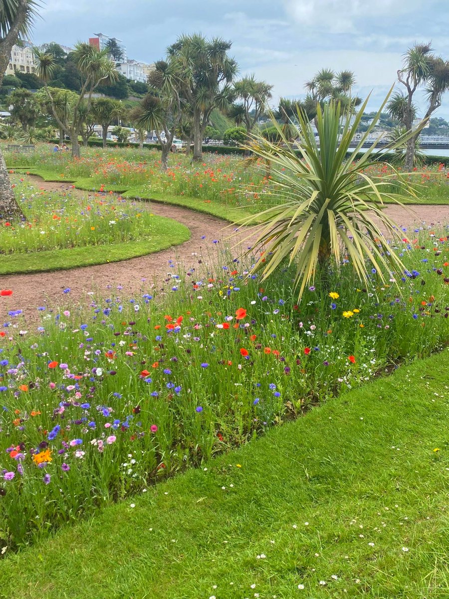 tlhhotels's tweet photo. The wild flowers are back! We love these flower borders in Abbey Park. They're a real magnet for butterflies and bees and are only a short hop, skip and a jump away from our hotels! #TLHhotels #englishriviera #abbeypark #torquay #torbaycouncil #SWISco https://t.co/PrafeJ4EQi