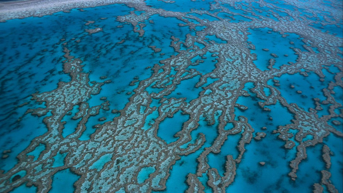 ⚠️La Grande Barrière de Corail aurait perdu la moitié de ses coraux en 25 ans !

Pourtant c’est un des #écosystème les plus riches du monde 🌏

Comment la préserver du changement #climatique grâce  aux données ? <a href="/DellTechFrance/">Dell Technologies France</a>

➡️ bit.ly/3pVAGwB