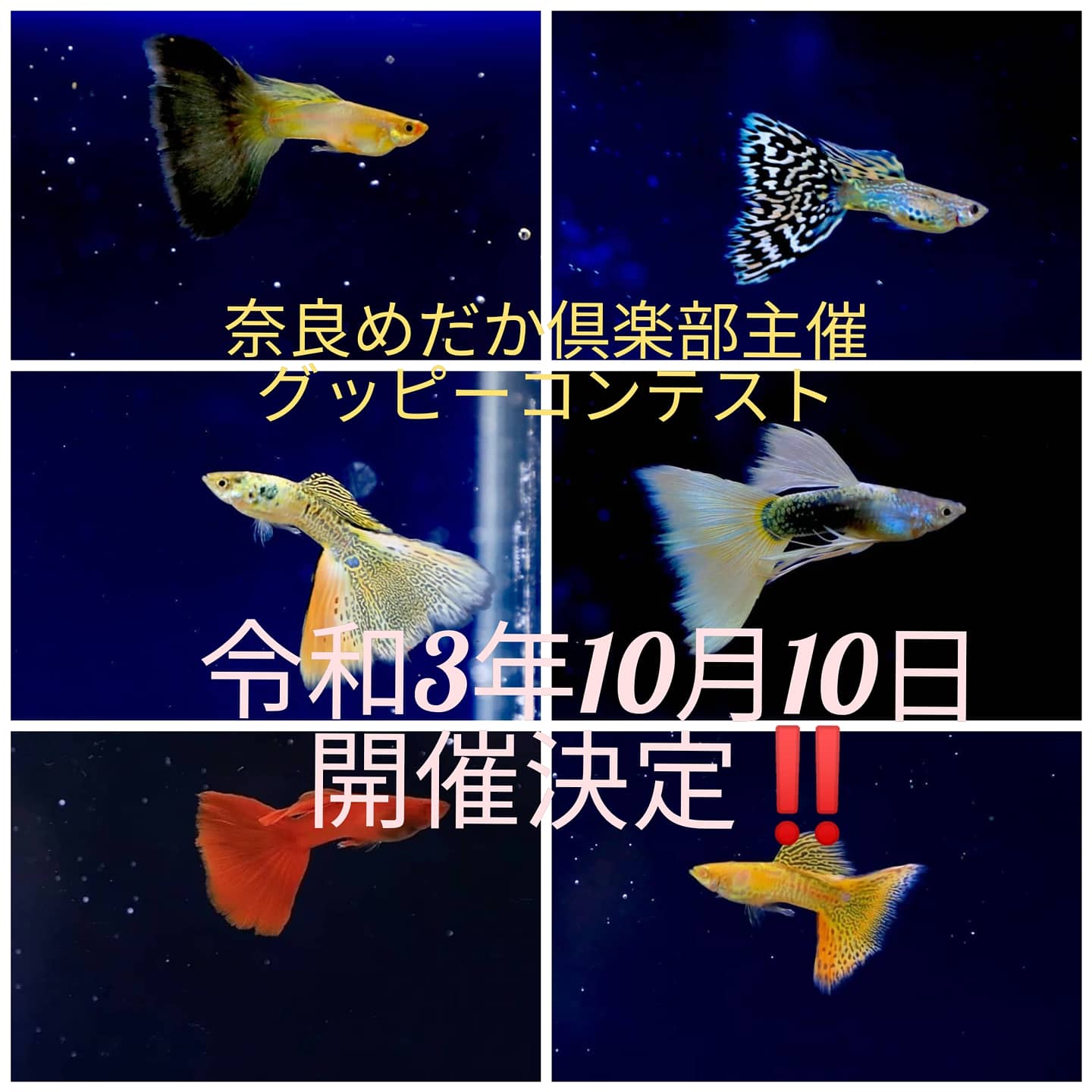 グッピー太郎 Guppy Taro Twitter