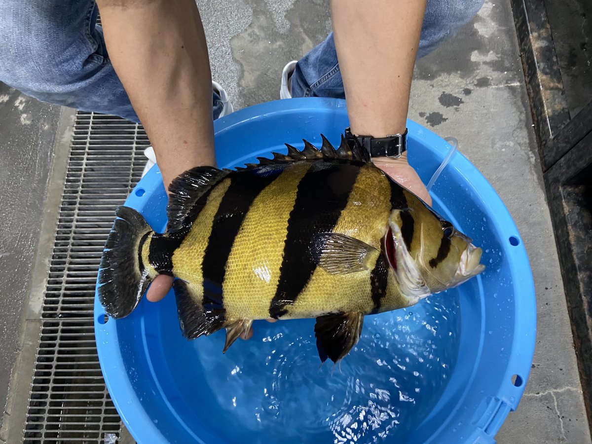 熱帯魚店ツーウェイ Twoway Fish Twitter 熱帯魚店ツーウェイ Twoway Fish Twitter