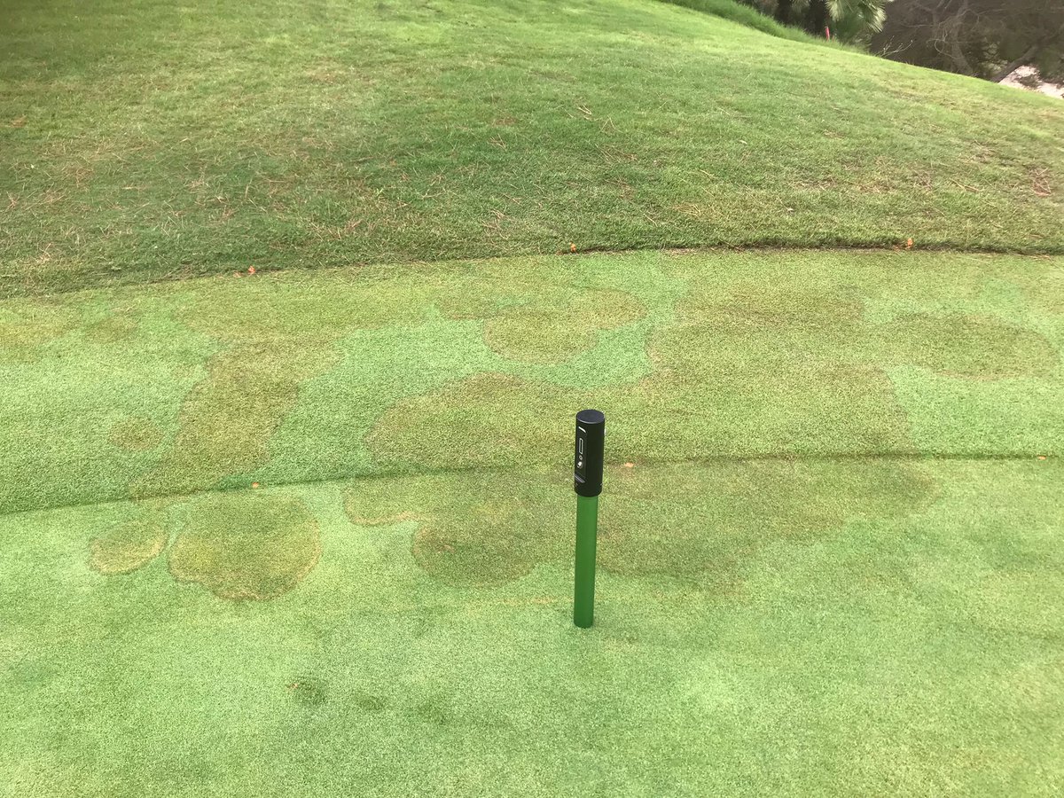 The heat wave in Spain, leaving night temps above 23°C and high temps above 32°C, with extended periods of high humidity has boosted "Brown patch" symptoms development during this weekend. Picture bent/poa green in the west coast. #golfagronomy #brownpatch #surtec