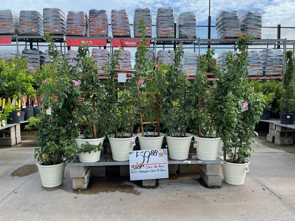 PlantsRtn's tweet photo. 🌹ROSE HALF WAY POINT UPDATE!
Mkt 25
1st- 273, 276, 6348. All tied!
2nd- 280
3rd- 201, 6373, 6950, 8444 all tied!

Everyone here is within 2 sales of the lead! 
Who is going to win 4 roses by taking first place by July 31st?  
@bjryan3 @RubenRo48457043 @BrettTHD https://t.co/Ebbzb8ijec