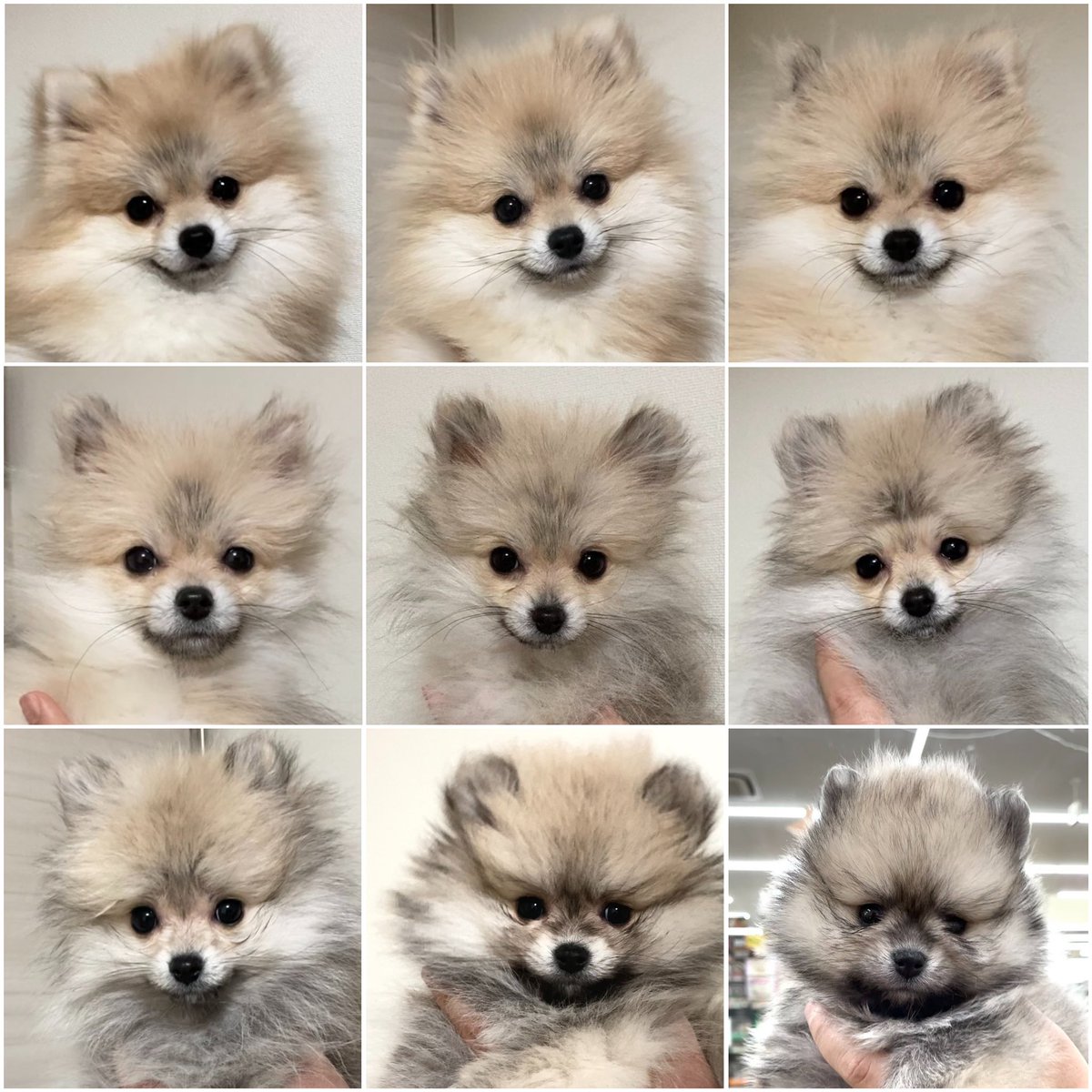 Day235（生後298日） 出会って8ヶ月が経ちました🐶 2020/11〜2021/7