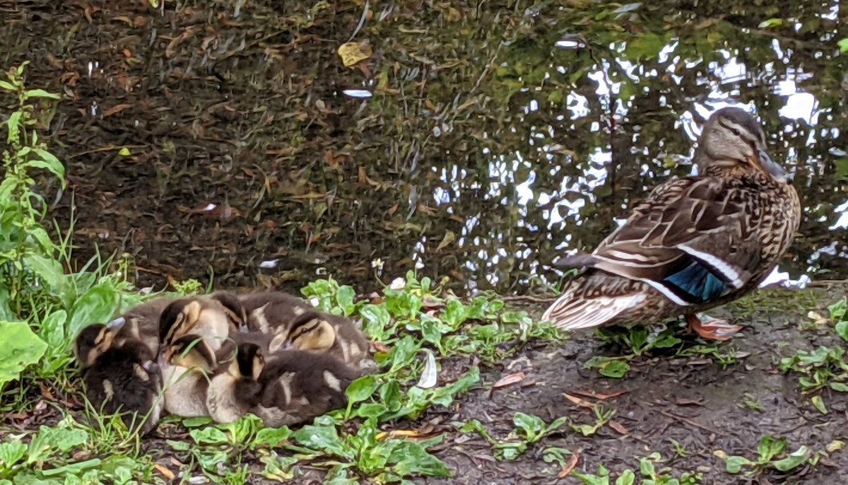 OfCavendish's tweet photo. Quack! If you're at Cavendish we're always hungry! Has our new pond at Cavendish III been dug and filled with lillies? @DeptofPhysics we're ready to move in. Quack https://t.co/9eY1Whr26C