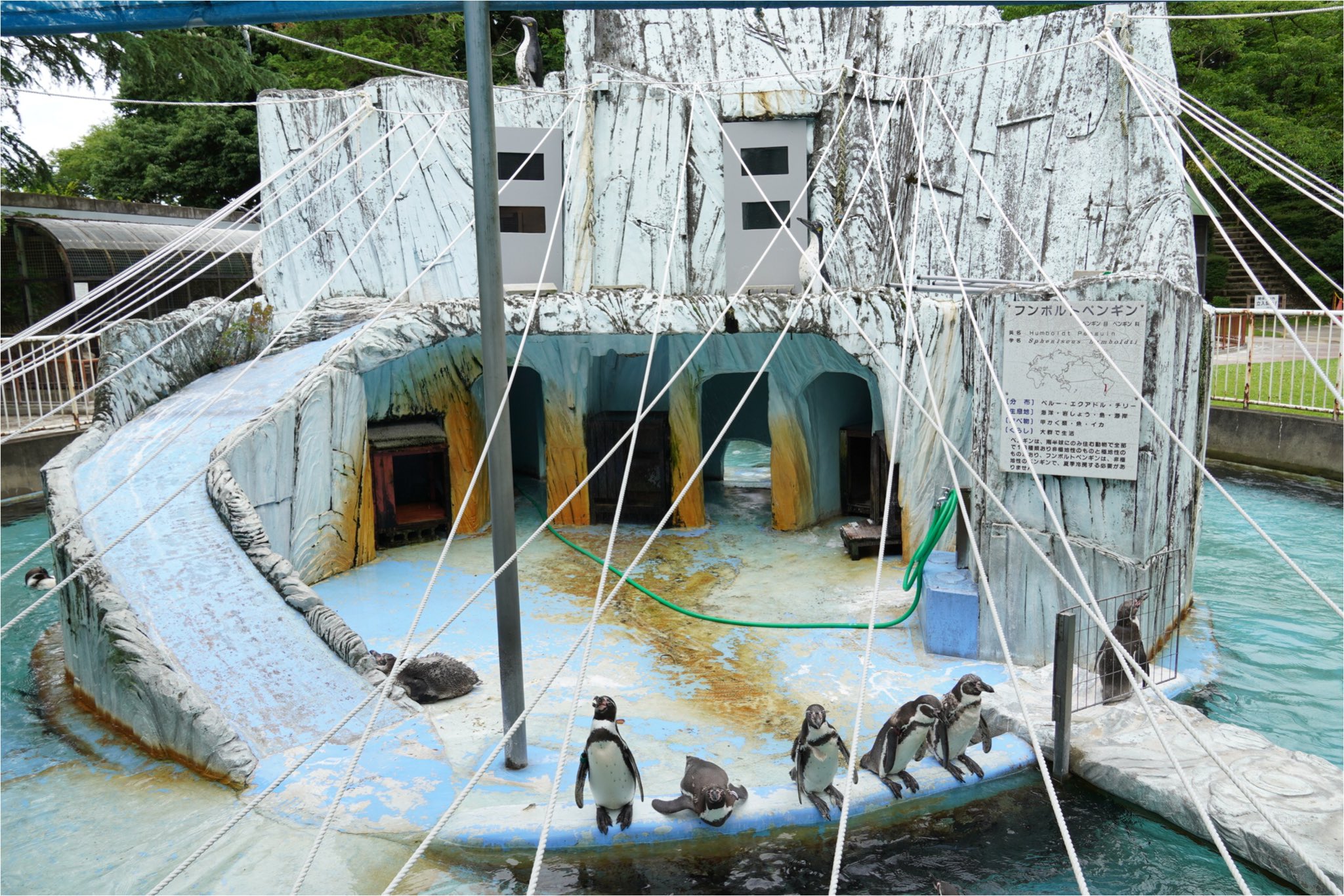 熱海ケン 最近の フンボルトペンギン 遠征 高岡古城公園動物園 動物園と城跡と神社が楽しめるぞ T Co 1qmkuyzm4c Twitter