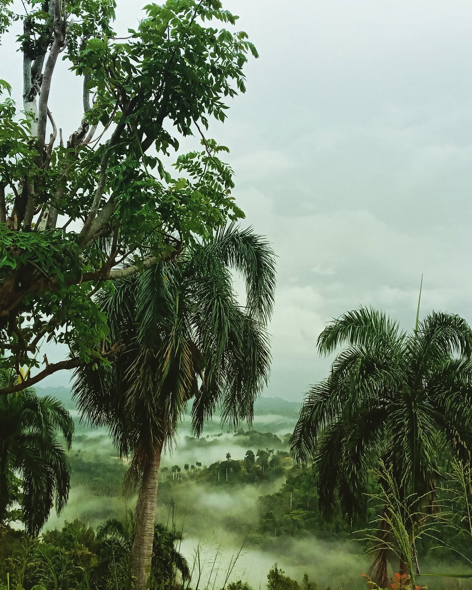 jguerrero's tweet photo. Morning commute. Heavy fog and rainy Monday. #caribbeanweather #caribbeanlife #tropicalvibes🌴 #thunderstorm #DominicanStyle #ecofriendly https://t.co/eFq89wQ8g5
