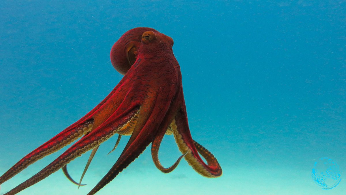 lovingouroceans's tweet photo. FUN FACT: An octopus will start eating its own arm when it gets bored! 

#octopus #ocean #funfact #climatechange https://t.co/CxvgAT6Fbs