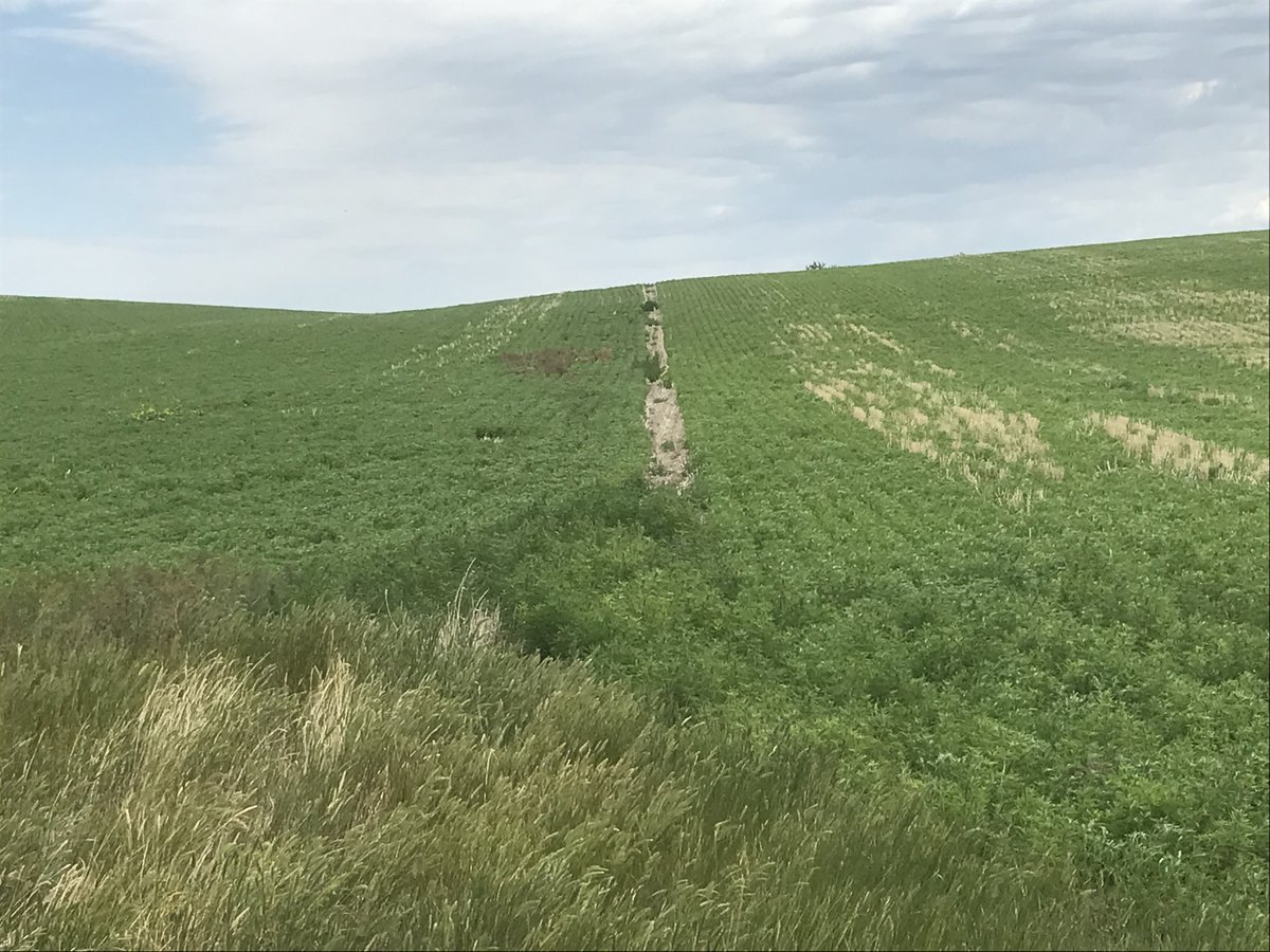 TigerSulProduct's tweet photo. Dewar Farm #lentils, Hazlet, SK. Left field #Tiger-Sul treated!
Fall 19
#TigerXP: 70 lb/a
Spring 20
#TigerXP: 18 lb/a
#TigerZn: 7 lb/a
#TigerCu: 2.3 lb/a
Fall 20
#TigerXP: 100 lb/a
Spring 21
#TigerZn: 11 lb/a
#TigerCu: 14 lb/a
https://t.co/ycWOMuoRwV
https://t.co/BivJ6kqLhs https://t.co/GeksKNUZWJ