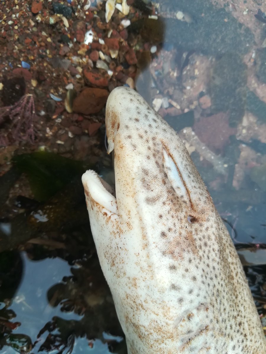 Shark and Ray Entanglement Network 🦈 tweet media