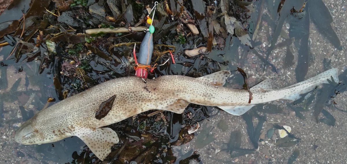Shark and Ray Entanglement Network 🦈 tweet media