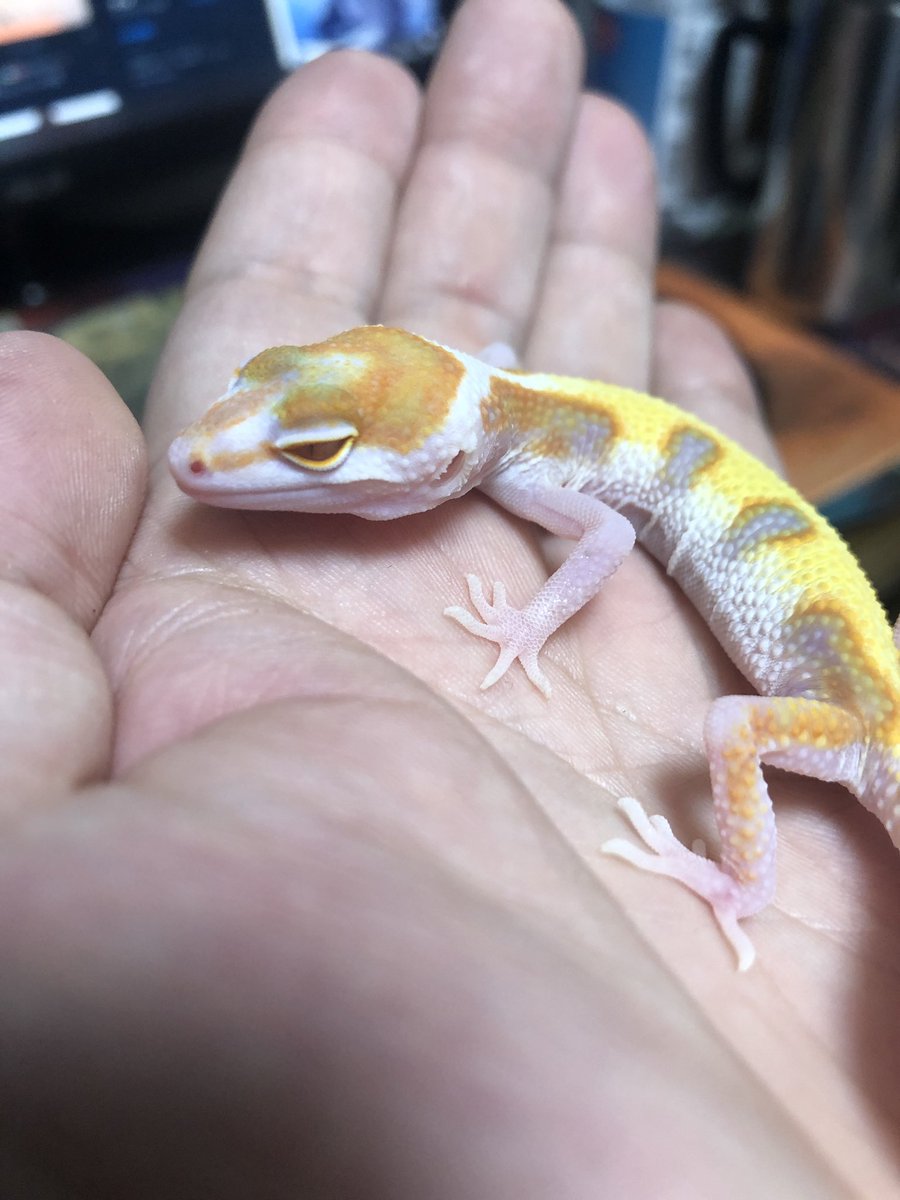 ꧁トミー ꧂ tweet media