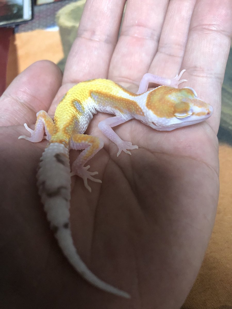 ꧁トミー ꧂ tweet media