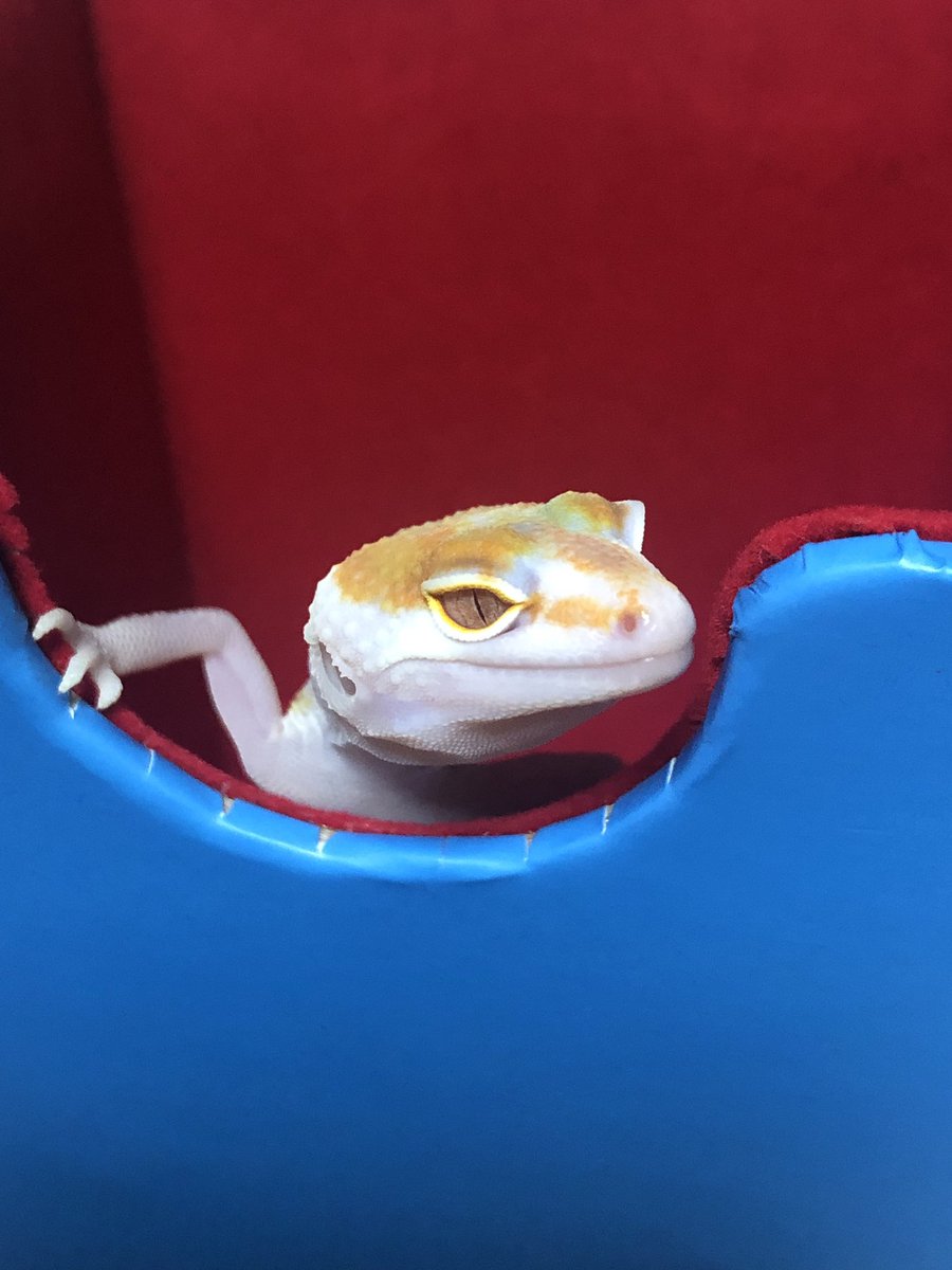 ꧁トミー ꧂ tweet media