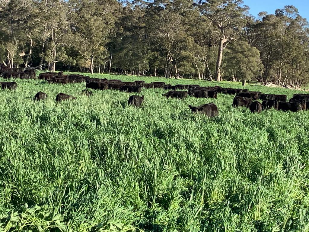 Same paddock exactly 12 months apart.