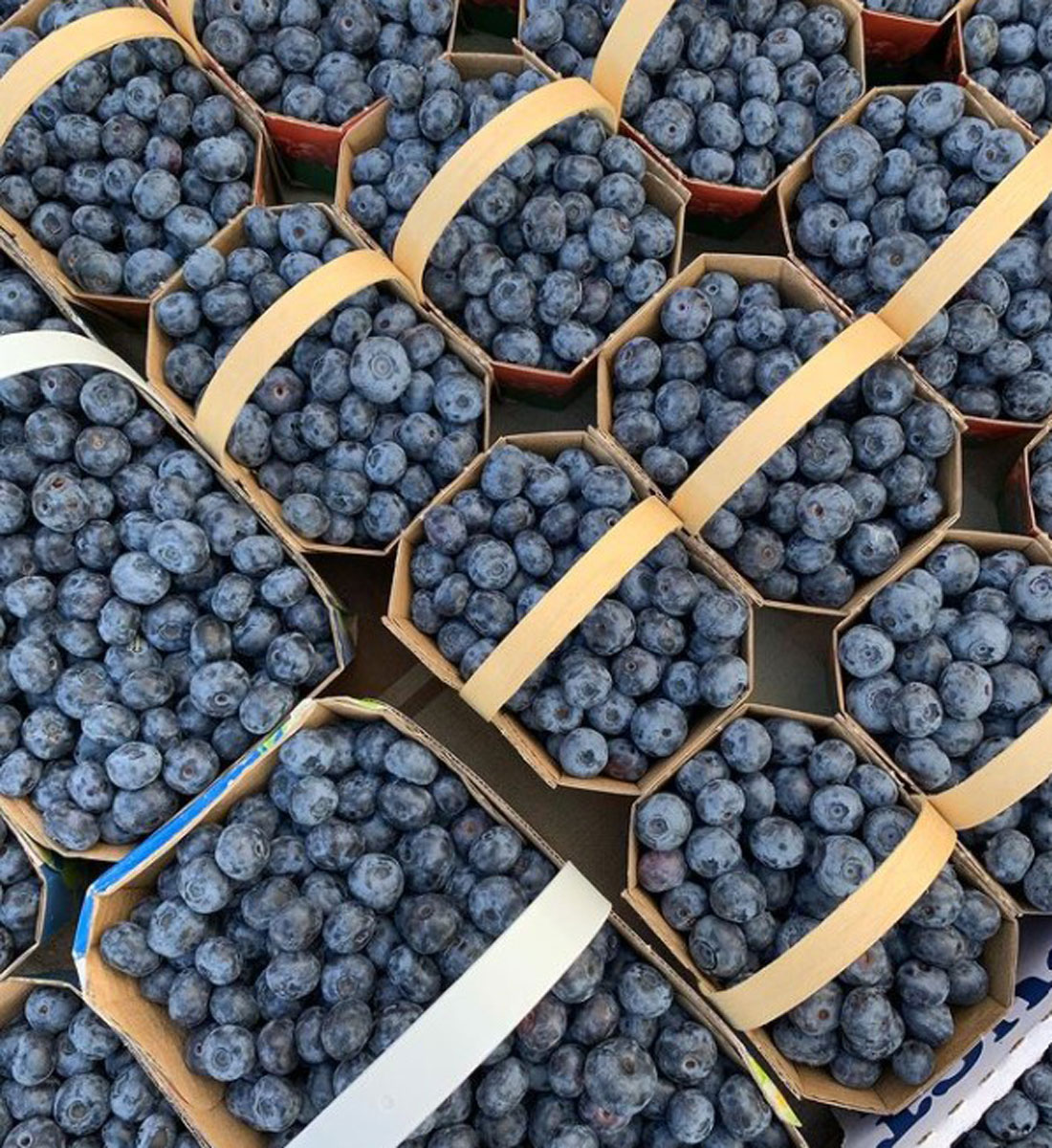 Les Jardins De Versailles INC. se joignent à la famille Terroir &amp; Saveurs! 
Les Jardins sauront certainement plaire aux amateurs de bleuets comme ils permettent de faire l’autocueillette de plus de 10 variétés de bleuets!
Pour plus d'information 👉 bit.ly/3cGu3cp