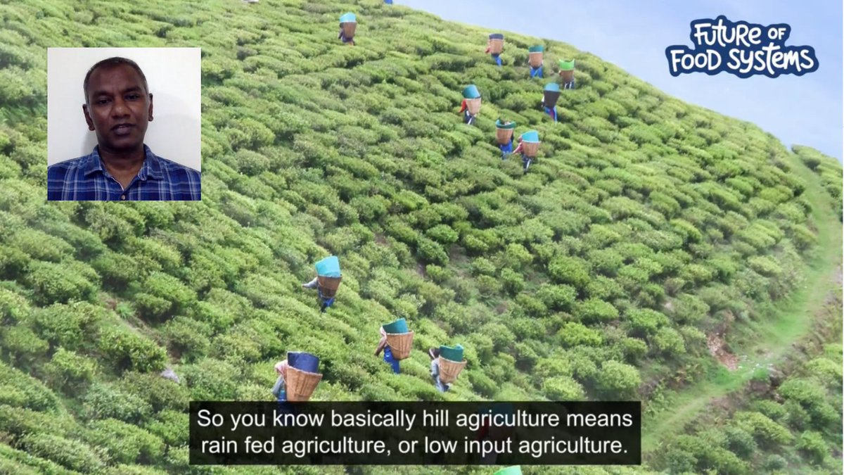 Incredible milestone for the #SDGs 🌍: 
🧑‍🌾👩‍🌾 Sikkim in #India became the world's first fully #organic #state in 2016.
Dr Anbalagan Sundaram explains how: 
🎥👉youtube.com/watch?v=9iBrNo…
#DevexSeries on #FoodSystems #SDG2 #FoodSystemsTransformation