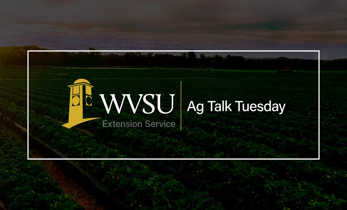 Join us tomorrow, July 13, for our next Ag Talk Tuesday! John Forbes with USDA APHIS Wildlife Services will discuss protecting your livestock from predators. Register now at bit.ly/WVSUAgTalkJuly…