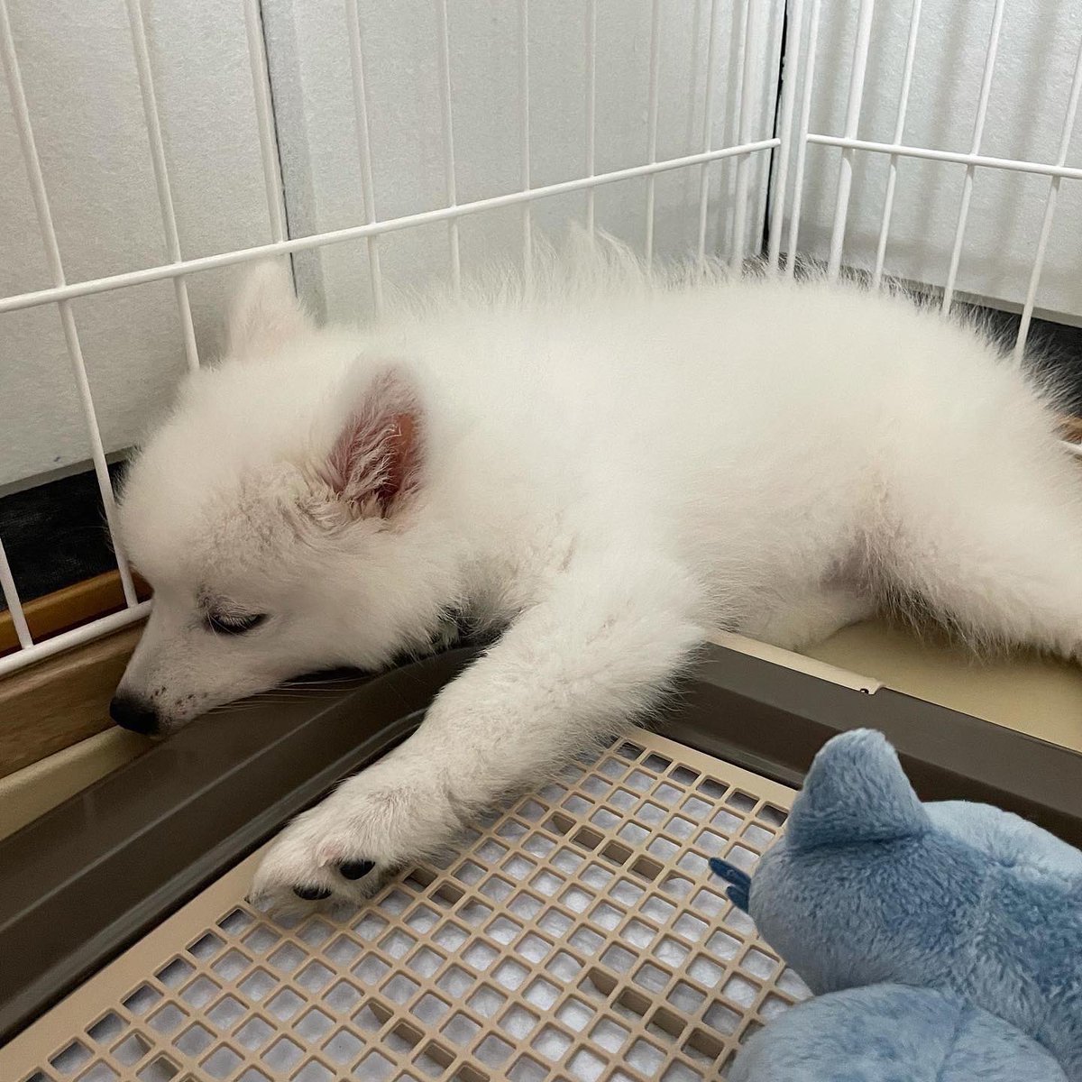 スピッツ犬