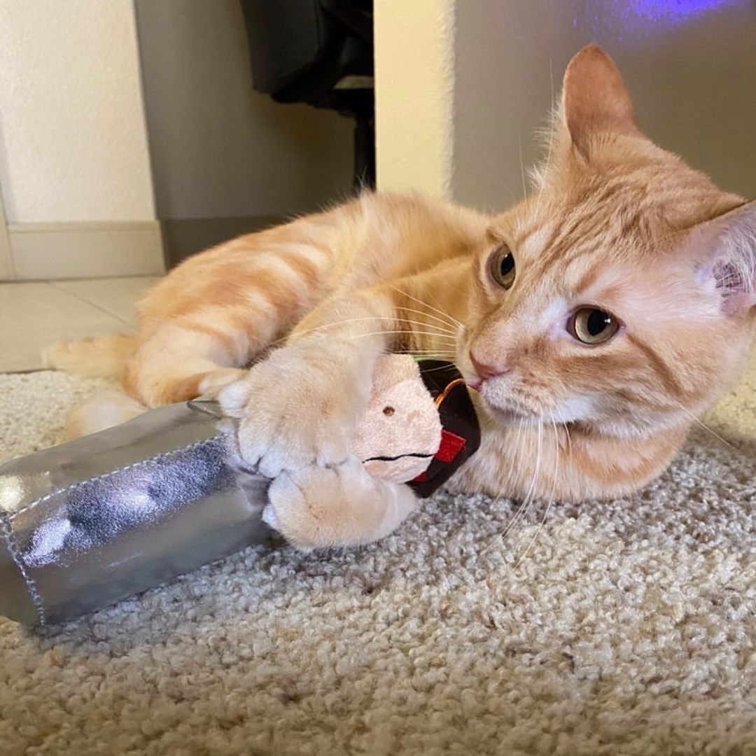 Does your cat love to #bunnykick their toys?? Our Big Burrito Catnip Kicker is purrfect for tossing, batting, kicking and cuddling!

📸: IG @weareorangecats

#purrito #orangecat #gingercat #catnipkicker #madcattoys