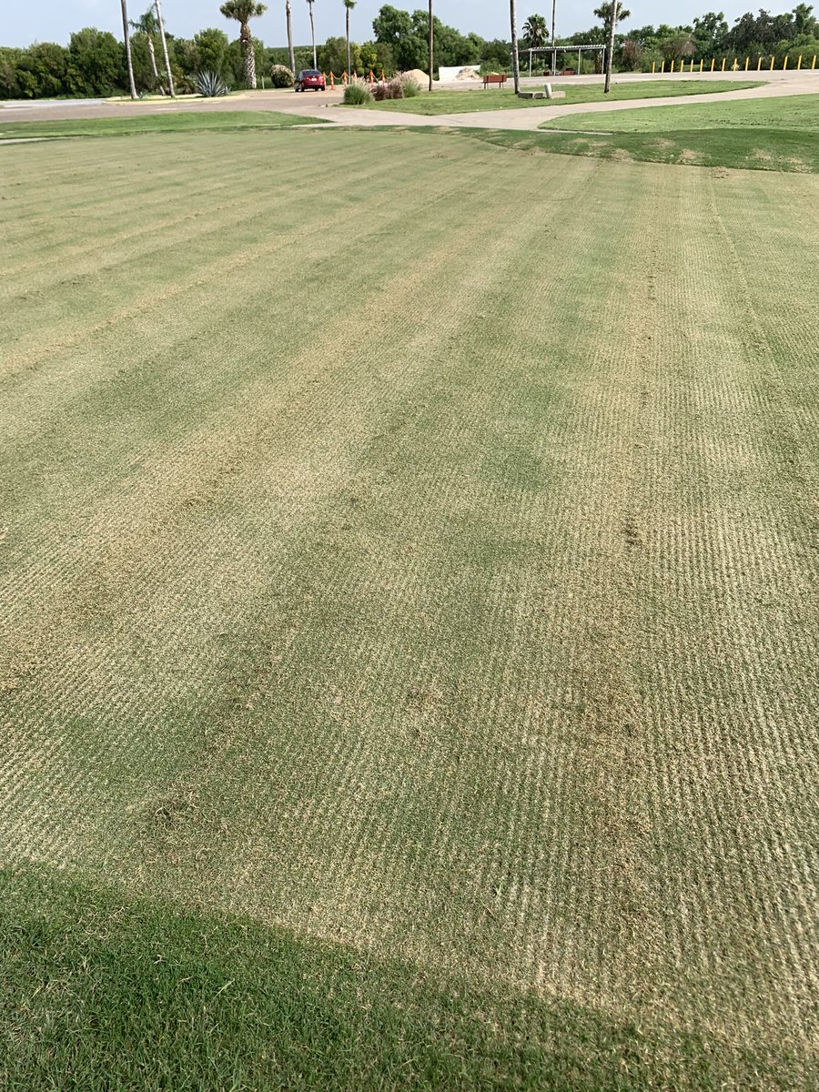 Freshly verticutt TifDwarf #bermudagrass in south Texas