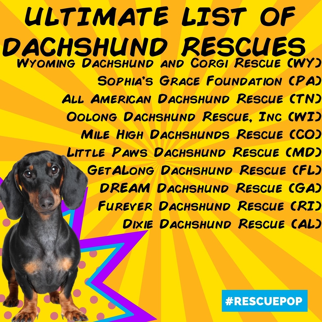 RescuePopPets's tweet photo. Here it is! Top 10 #Dachshund adoption orgs. These rescues are weiners!🏆🤩@getalongdrescue @sophias_grace @littepawsdr
#RescuePop #AdoptPureLove #AdoptDontShop #UltimuttGuide #PetAdoptionGuide #dachshundbreed #dachshunddogs #dachshundrescues #adopteddachshund #rescuedachshund https://t.co/qenAjkLZIa
