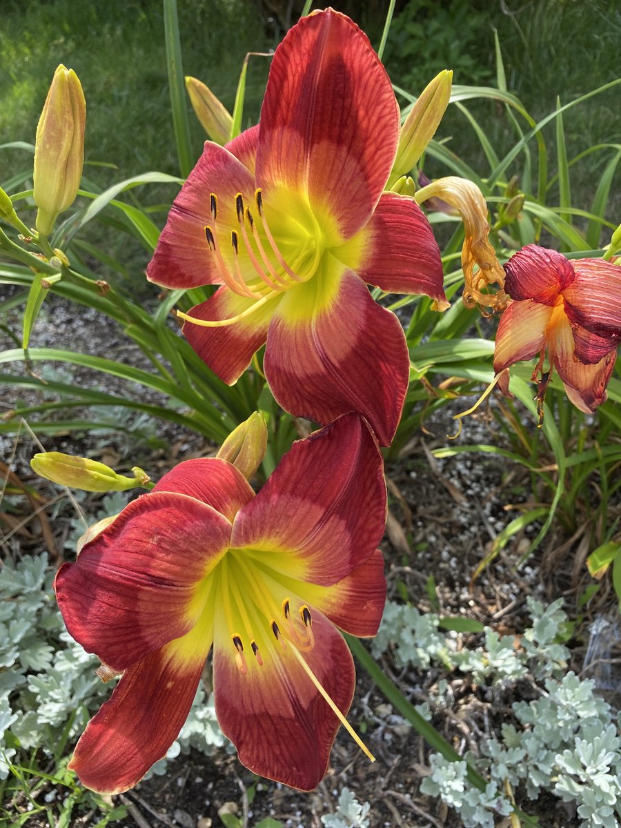 johnswan's tweet photo. Long Island flowers. I photographed these beautiful flowers over the weekend. 
#longIsland #flowers #outdoors #photography #nature https://t.co/m9Tv7dPa6q