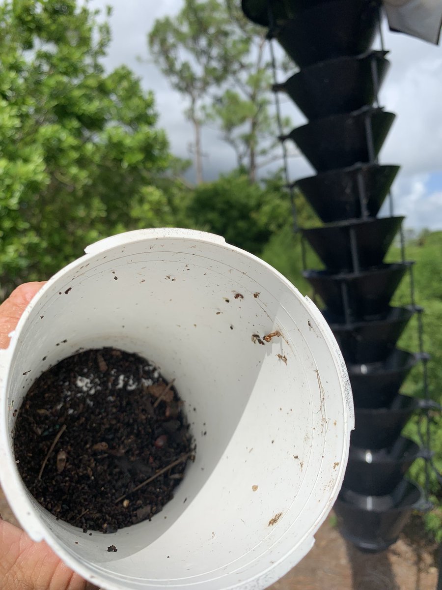 NativeBirdBoxes's tweet photo. @c_tingen Protecting his pines!  #DoSomethingVersusNothing #BeetleTraps #SetItAndForgetIt #SaveUrPines #Habitat #Pines #Trees #Golf #GolfCourse #GolfCourseSuperintendent #Nature @NativeBirdBoxes @FGBCGreen @FGCSA @GCSAA_Florida @GCSAA https://t.co/UL95hZaRhH