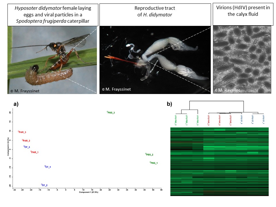 Plant-phenotypic changes induced by parasitoid ichnoviruses enhance the performance of both unparasitized and parasitized caterpillars. 
New evidence on the role of parasitoid-associated symbionts in plant-insect interactions onlinelibrary.wiley.com/doi/10.1111/me…
<a href="/INRAE_UMR_DGIMI/">INRAE DGIMI</a> @DickeMarcel